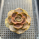 Echeveria 'Red Tan' 2" Succulent Plant