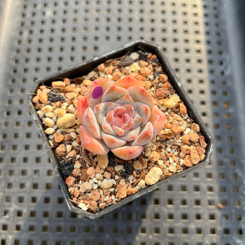 Echeveria sp. 1"-2" Succulent Plant