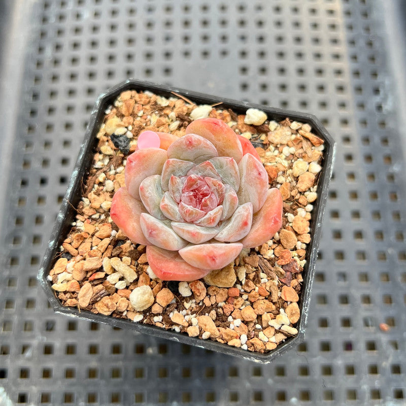 Echeveria sp. 1"-2" Succulent Plant