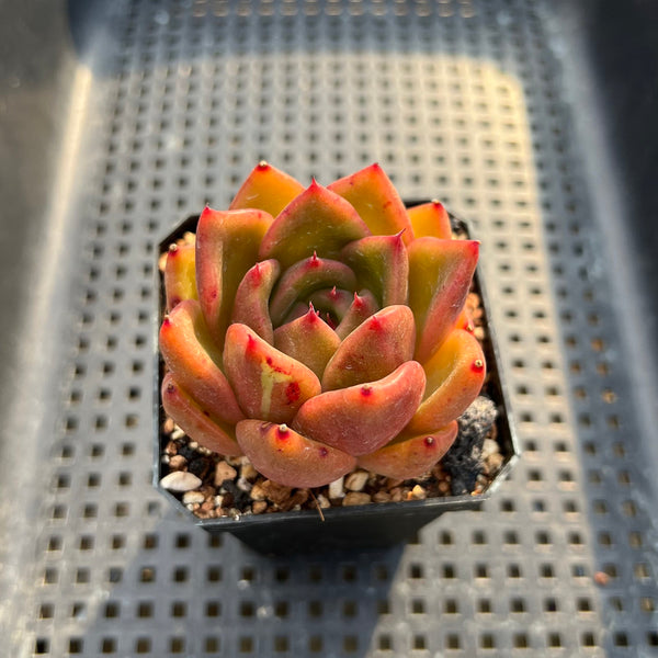 Echeveria Agavoides sp. 2"-3" Succulent Plant