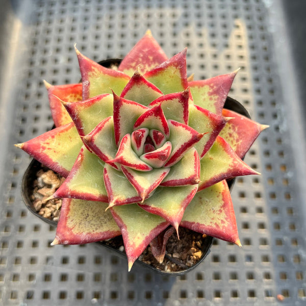 Echeveria Agavoides 'Ebony' 3" Succulent Plant