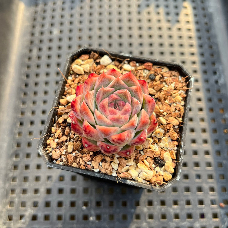 Echeveria sp. 2" Succulent Plant