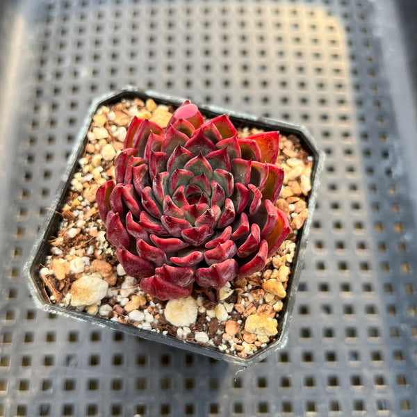 Echeveria Hybrid sp. 2" Succulent Plant