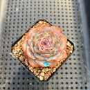 Echeveria Hybrid sp. 2" Succulent Plant