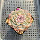 Echeveria Hybrid sp. 2" Succulent Plant