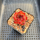 Echeveria 'Fire Pillar' 1"-2" Succulent Plant