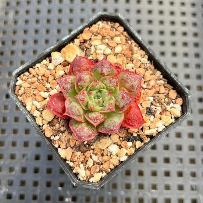 Echeveria Longissima Carunculated Type B 1" Succulent Plant