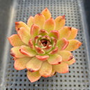 Echeveria 'Black Queen' Hybrid 2"-3" Seed-Grown Succulent Plant