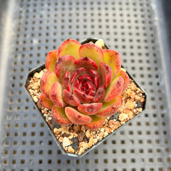 Echeveria 'Tinker Lenny' Red Type 2" Flower Village Hybrid Succulent Plant Cutting