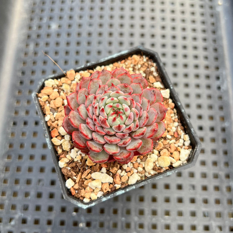 Echeveria 'Minima' 2" Succulent Plant