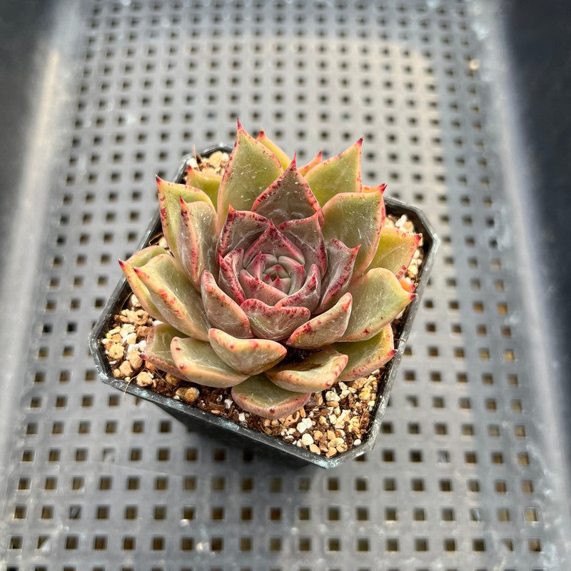 Echeveria sp. 2" Succulent Plant