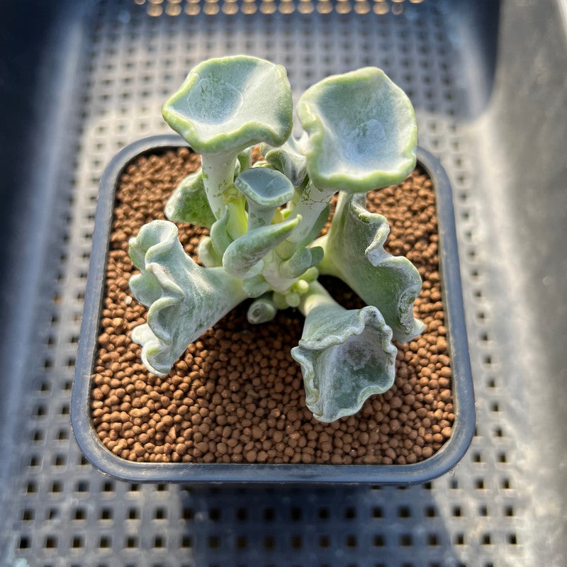 Cotyledon Undulata 'Shires Hobbit' 2" Succulent Plant Cutting