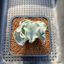 Cotyledon Undulata 'Shires Hobbit' 2" Succulent Plant Cutting