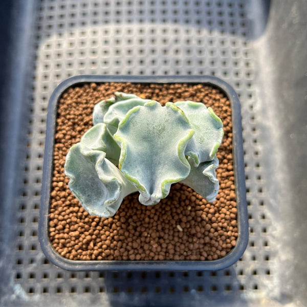 Cotyledon Undulata 'Shires Hobbit' 2" Succulent Plant Cutting