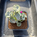 Cotyledon Undulata 'Shires Hobbit' 2" Succulent Plant Cutting