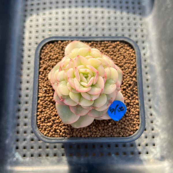 Sedeveria 'Rolly' Variegated 2" Succulent Plant Cutting