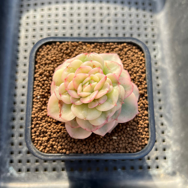 Sedeveria 'Rolly' Variegated 2" Succulent Plant Cutting