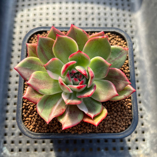 Echeveria Agavoides 'Star Boss' White Variegated 2"-3" Succulent Plant Cutting