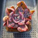 Echeveria 'Beyonce' Variegated 2" Succulent Plant Cutting