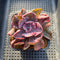 Echeveria 'Beyonce' Variegated 2" Succulent Plant Cutting