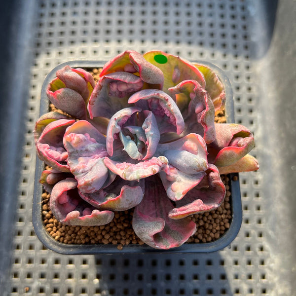 Echeveria 'Beyonce' Variegated 2" Succulent Plant Cutting