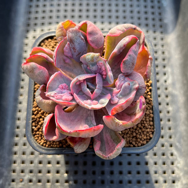 Echeveria 'Beyonce' Variegated 2" Succulent Plant Cutting