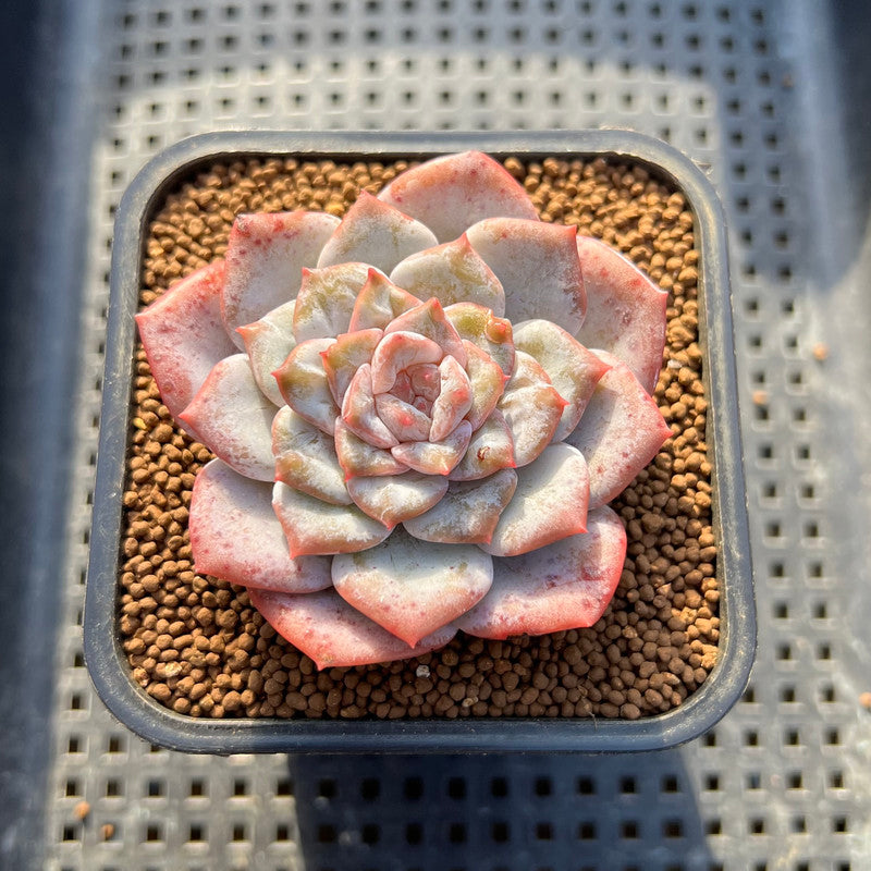 Echeveria 'Angel Pink' Variegated/Mutated 2" Succulent Plant Cutting