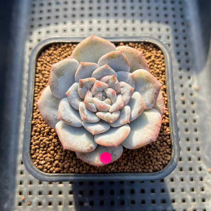 Echeveria 'Angel Pink' Variegated/Mutated 2" Succulent Plant Cutting