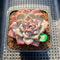 Echeveria 'Angel Pink' Variegated/Mutated 2" Succulent Plant Cutting