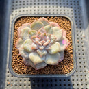 Echeveria 'Angel Pink' Variegated/Mutated 2" Succulent Plant Cutting