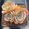 Echeveria 'Majesty' Variegated 3" Succulent Plant Cutting