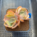 Echeveria 'Majesty' Variegated 3" Succulent Plant Cutting