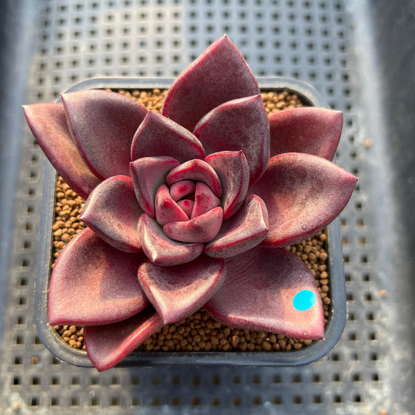 Echeveria 'Pine Rose' 2"-3" Succulent Plant Cutting