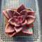 Echeveria 'Pine Rose' 2"-3" Succulent Plant Cutting