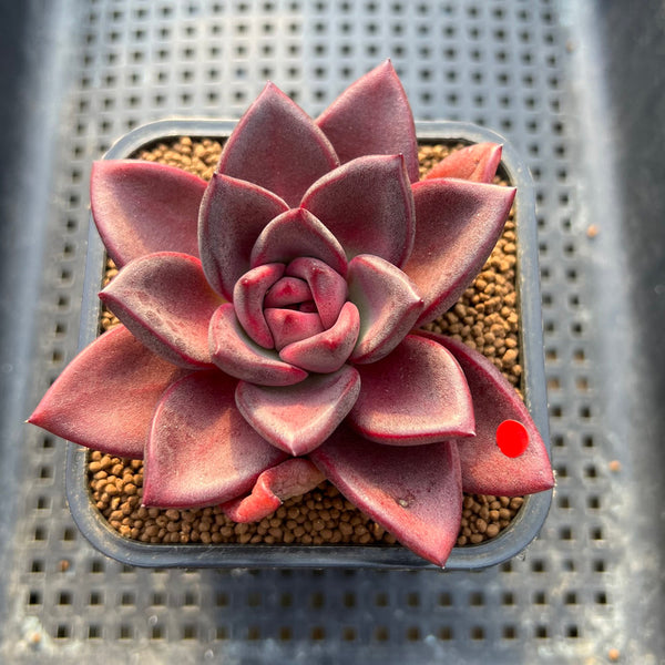 Echeveria 'Pine Rose' 2"-3" Succulent Plant Cutting