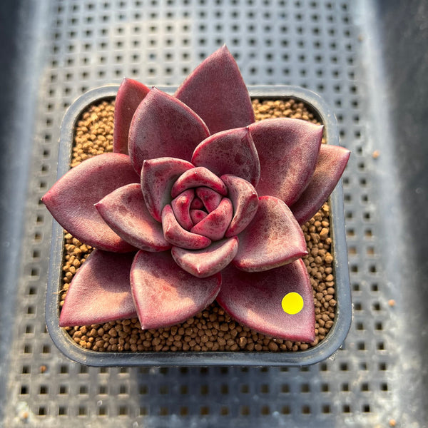 Echeveria 'Pine Rose' 2"-3" Succulent Plant Cutting