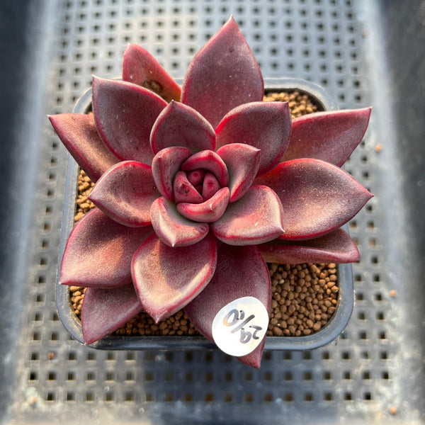 Echeveria 'Pine Rose' 2"-3" Succulent Plant Cutting