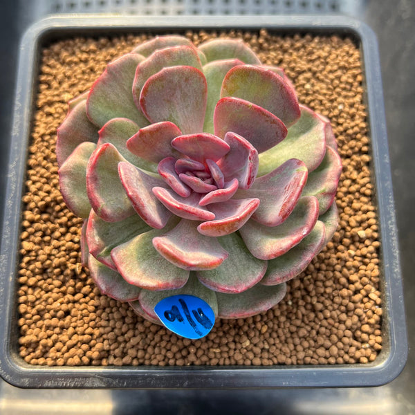 Echeveria 'Dentra' Variegated 3" Succulent Plant Cutting