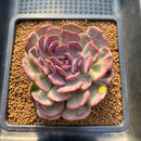 Echeveria 'Dentra' Variegated 3" Succulent Plant Cutting