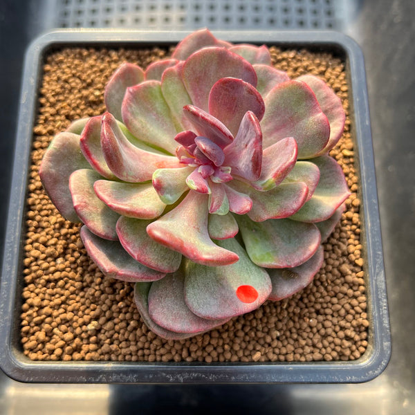 Echeveria 'Dentra' Variegated 3" Succulent Plant Cutting