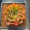 Echeveria Agavoides 'Flamenco' Variegated 3" Succulent Plant Cutting