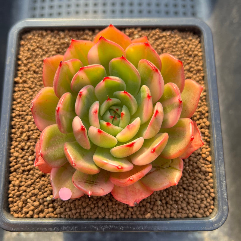 Echeveria Agavoides 'Flamenco' Variegated 3" Succulent Plant Cutting