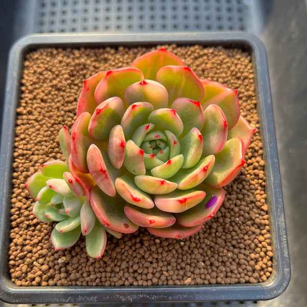 Echeveria Agavoides 'Flamenco' Variegated 3" Succulent Plant Cutting