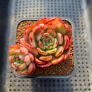 Echeveria Agavoides 'Flamenco' Variegated 3" Succulent Plant Cutting