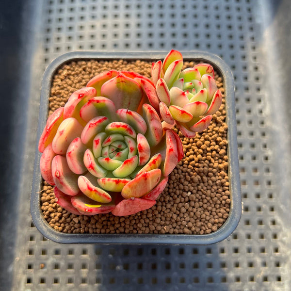 Echeveria Agavoides 'Flamenco' Variegated 3" Succulent Plant Cutting