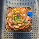 Echeveria Agavoides 'Flamenco' Variegated 3" Succulent Plant Cutting