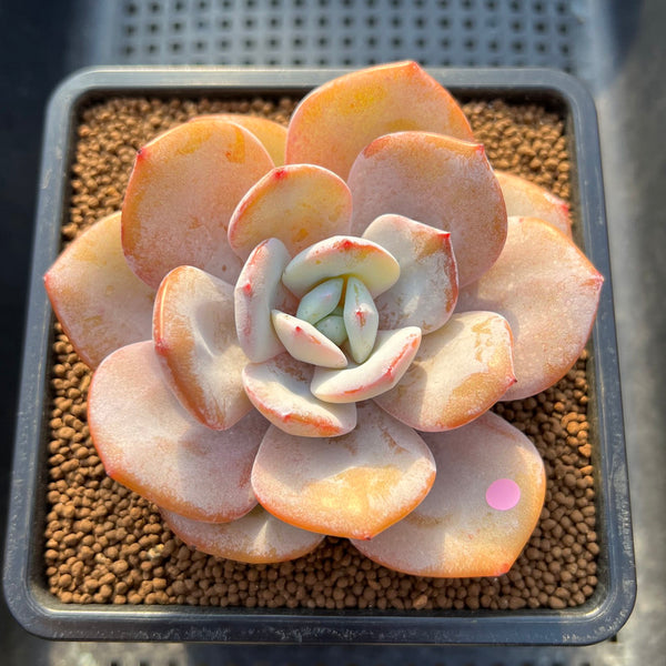 Echeveria 'Cream Tea' 3"-4" Succulent Plant Cutting