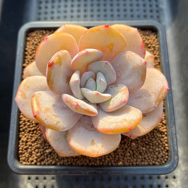 Echeveria 'Cream Tea' 3"-4" Succulent Plant Cutting