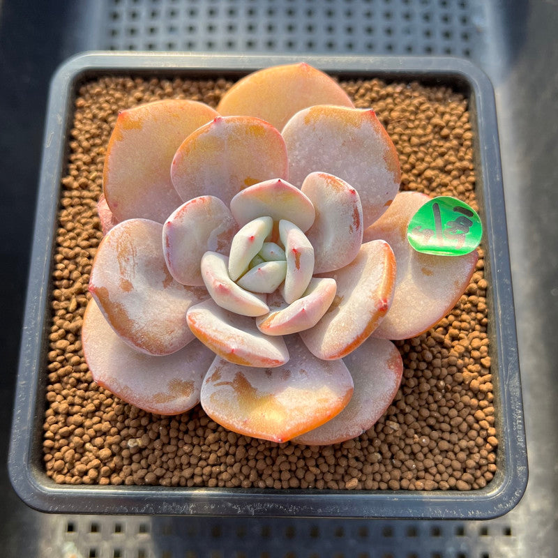 Echeveria 'Cream Tea' 3"-4" Succulent Plant Cutting