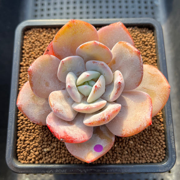 Echeveria 'Cream Tea' 3"-4" Succulent Plant Cutting